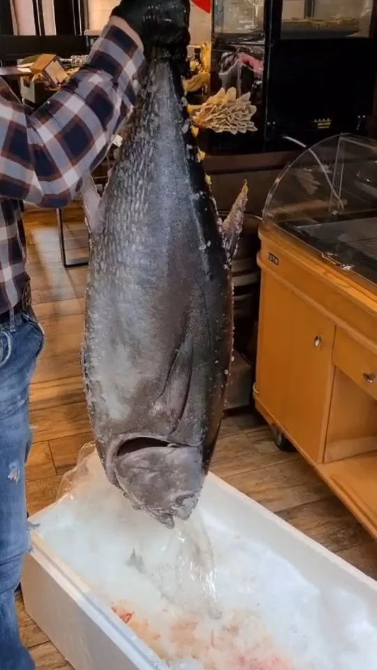 Svježa tuna stiže u kuhinju